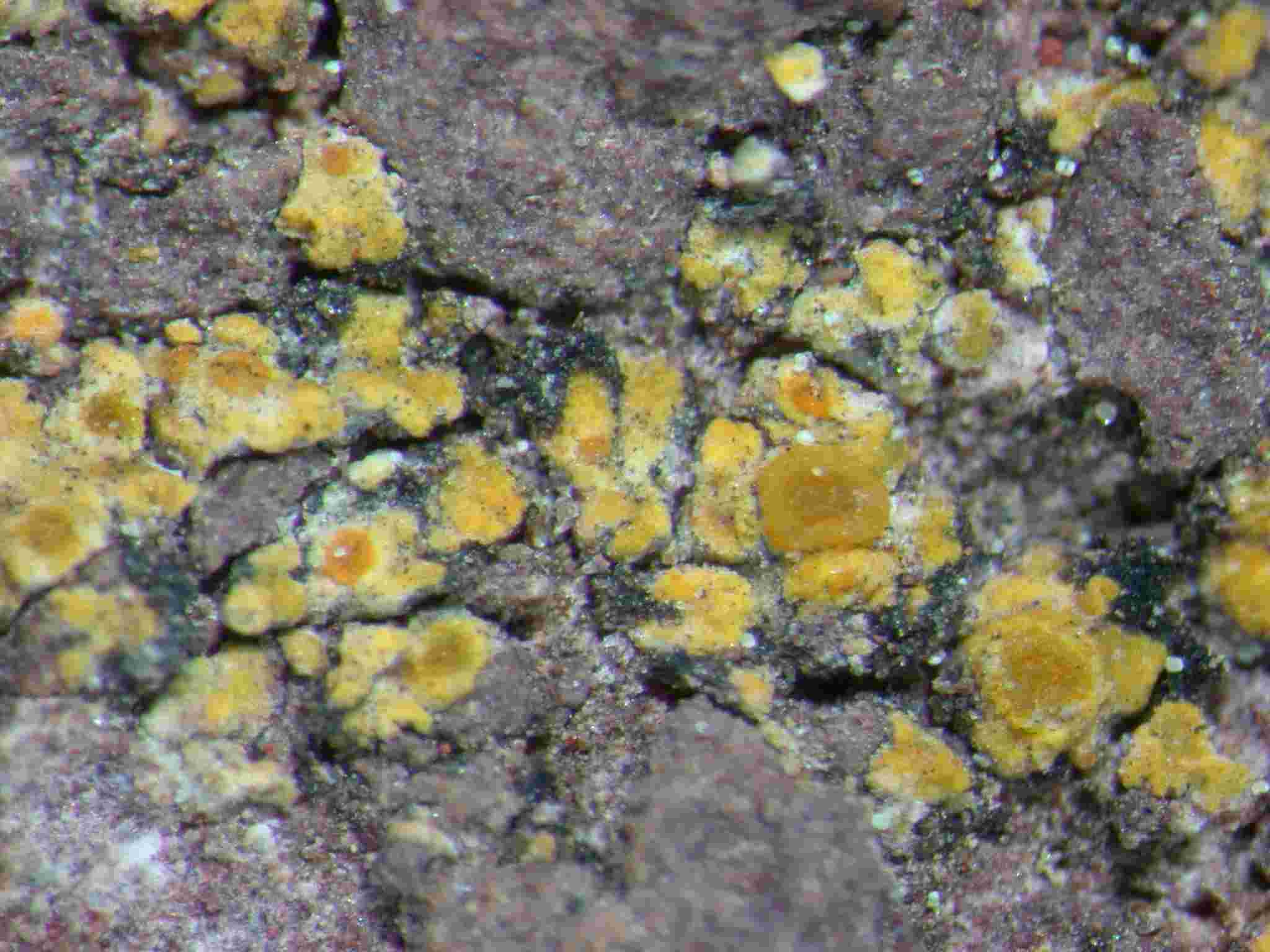 [Caloplaca dolomiticola]